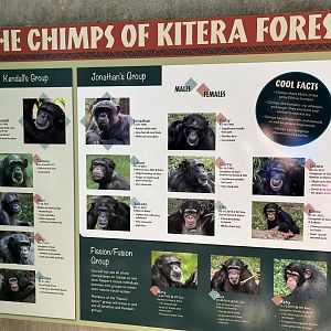 Chimp ID Guide (Can you spot the Error?)