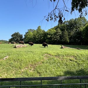 Prairie - Bison and Elk