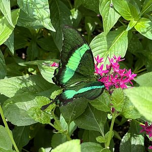 Butterfly Garden - Emerald Swallowtail