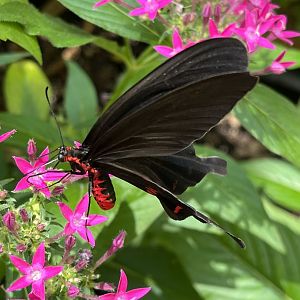 Butterfly Garden - Cattleheart