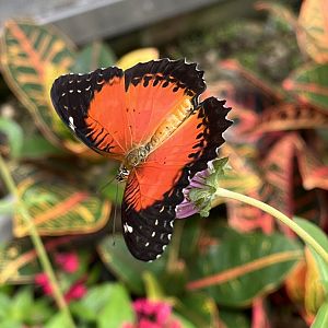 Butterfly Garden - Red Lacewing