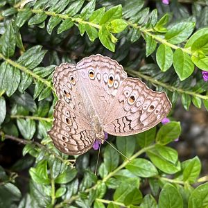 Butterfly Garden - Grey Pansy