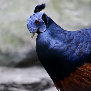 Lesser Bornean Crested Fireback (Lophura ignita ignita)