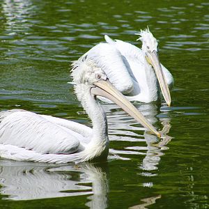 Dalmatian Pelican (Pelecanus crispus)