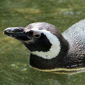 Magellanic Penguin (Spheniscus magellanicus)