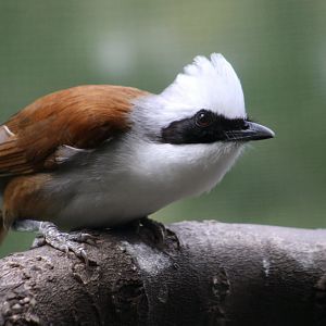 White-Crested Laughingthrush (Garrulax leucolophus)