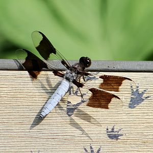 Common Whitetail (Plathemis lydia) - wild