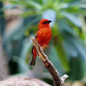 Red Fody (Foudia madagascariensis)