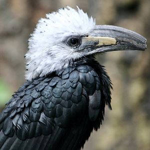 Western Long-Tailed Hornbill (Horizocerus albocristatus albocristatus)