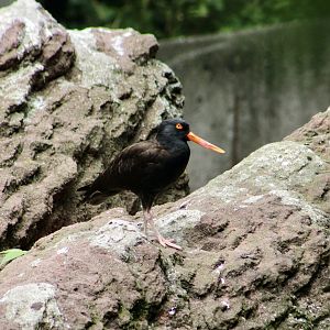 Black Oystercatcher (Haematopus bachmani)