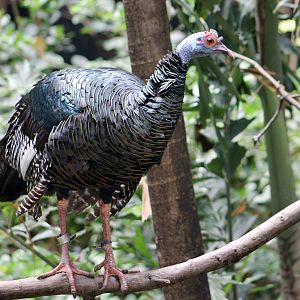 Ocellated Turkey (Meleagris ocellata)