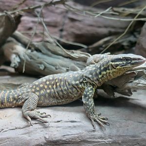 Yellow Spiny-Tailed Monitor (Varanus acanthurus brachyurus)