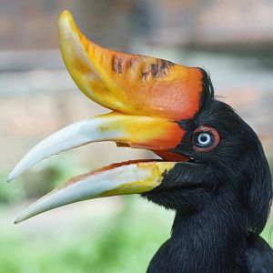 Rhinoceros Hornbill (Buceros rhinoceros)