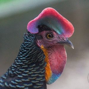 Green Junglefowl (Gallus varius)