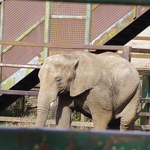 African Elephant-12/4/2024