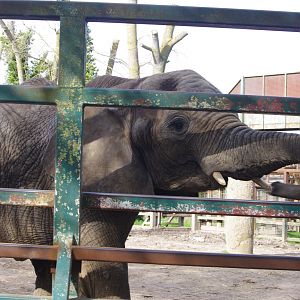 African Elephant-12/4/2024
