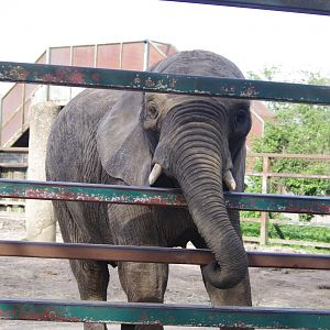 African Elephant-12/4/2024