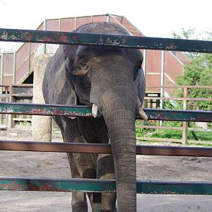 African Elephant-12/4/2024