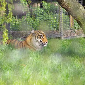 Sumatran Tiger- 12/4/2024