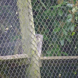 Pallas Cat- 12/4/2024