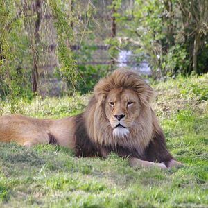 Khari- African Lion- 12/4/2024