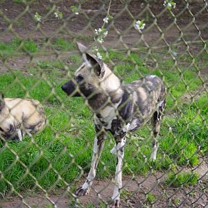 African Painted Dogs