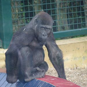Western Lowland Gorilla- 12/4/2024