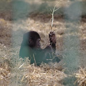 Young Western Lowland Gorilla- 12/4/2024