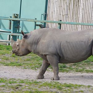 Black Rhino- 12/4/2024