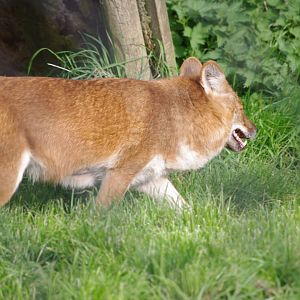 Dhole- 12/4/2024