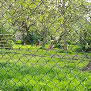 Dhole in their paddock- 12/4/2024