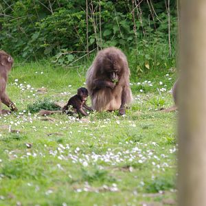 Gelada mum and baby- 12/4/2024