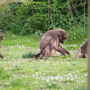 Gelada mum and baby- 12/4/2024