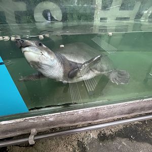 Pig-nosed Turtle (Carettochelys insculpta)