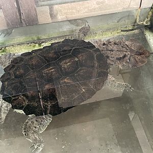 Mata Mata (Chelus fimbriata)