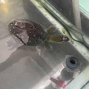 Indian Flapshell Turtle (Lissemys punctata)