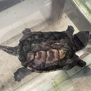 Alligator Snapping Turtle (Macrochelys temminckii)
