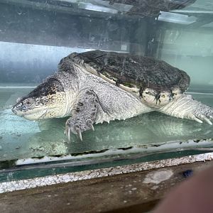 Common Snapping Turtle (Chelydra serpentina)