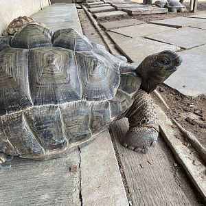 Aldabra Giant Tortoise (Aldabrachelys gigantea)