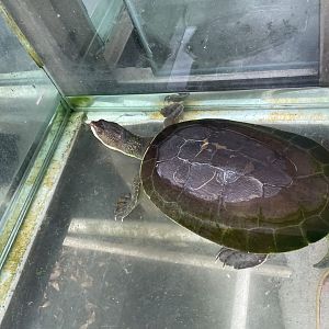 White-bellied Snapping Turtle (Elseya branderhorsti)