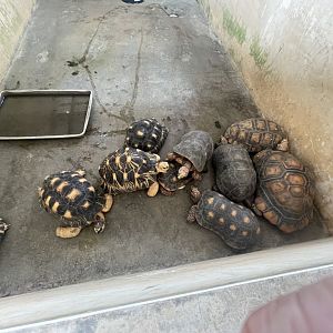 Radiated, Red-footed & Yellow-footed Tortoises
