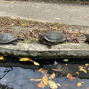 Red-eared Sliders (Trachemys scripta elegans)