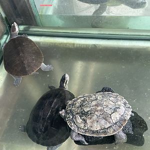 False Map Turtle, Malayan Box Turtle & Pink-bellied Side-necked Turtles