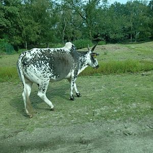 Zebu