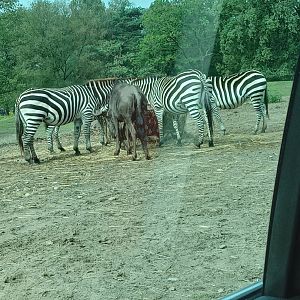 Plains Zebra & Blue Wildebeest