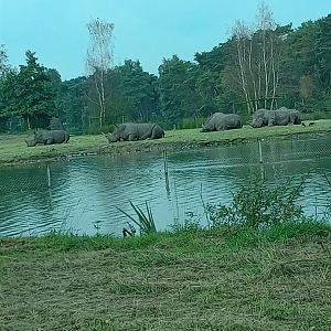 Southern White Rhinoceros