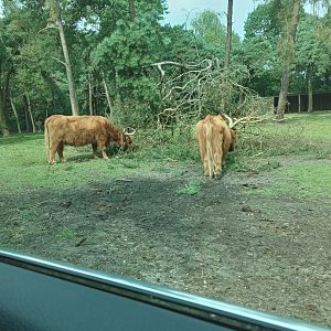 Highland Cattle