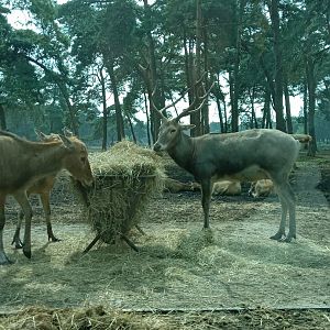 Pere David's Deer