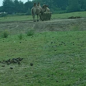 Bactrian Camel