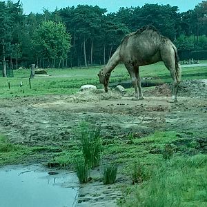 Dromedary Camel